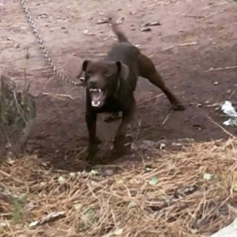 Photo of the dog