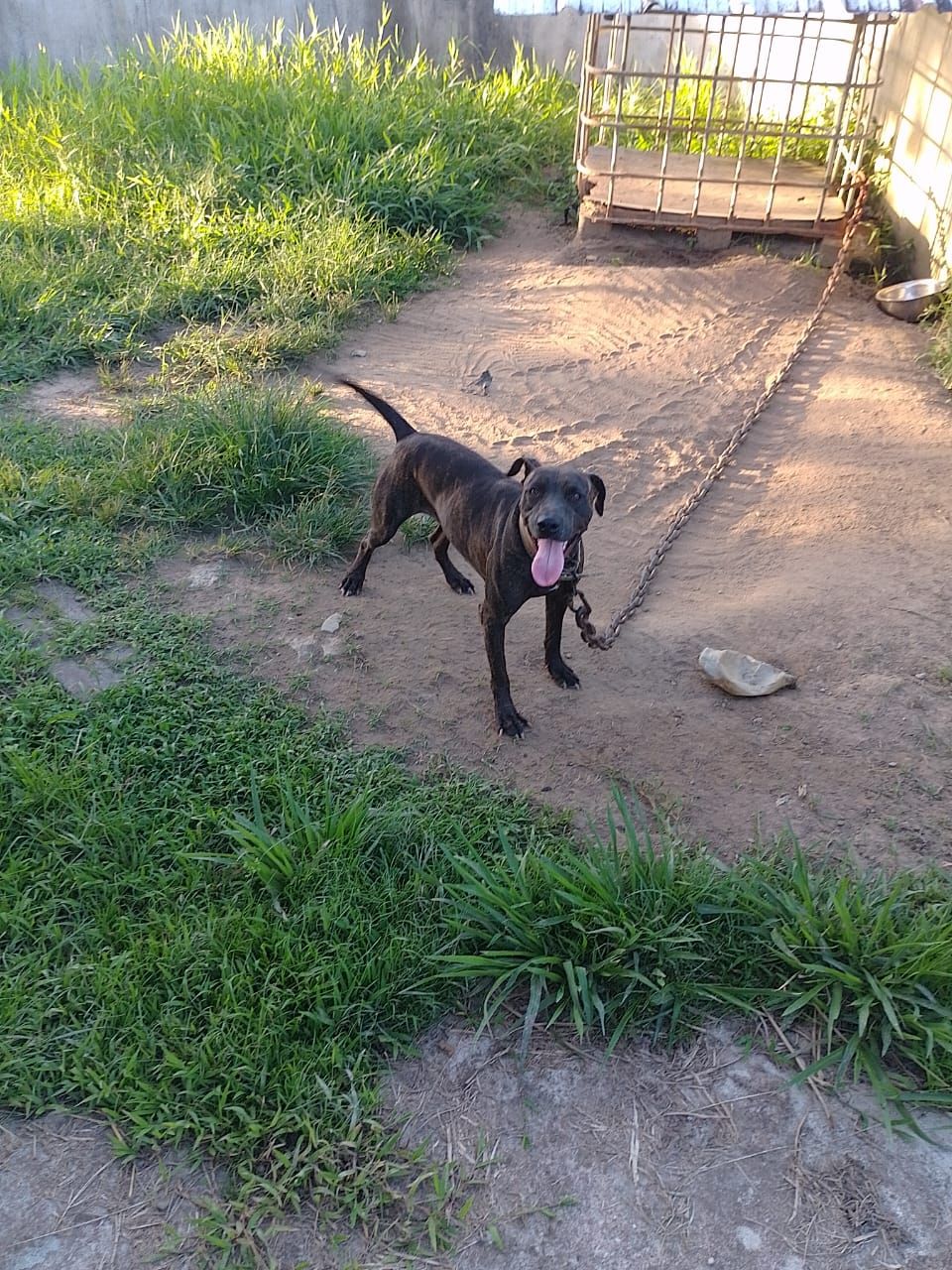 Photo of the dog