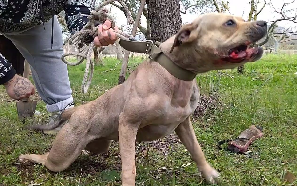 Photo of the dog