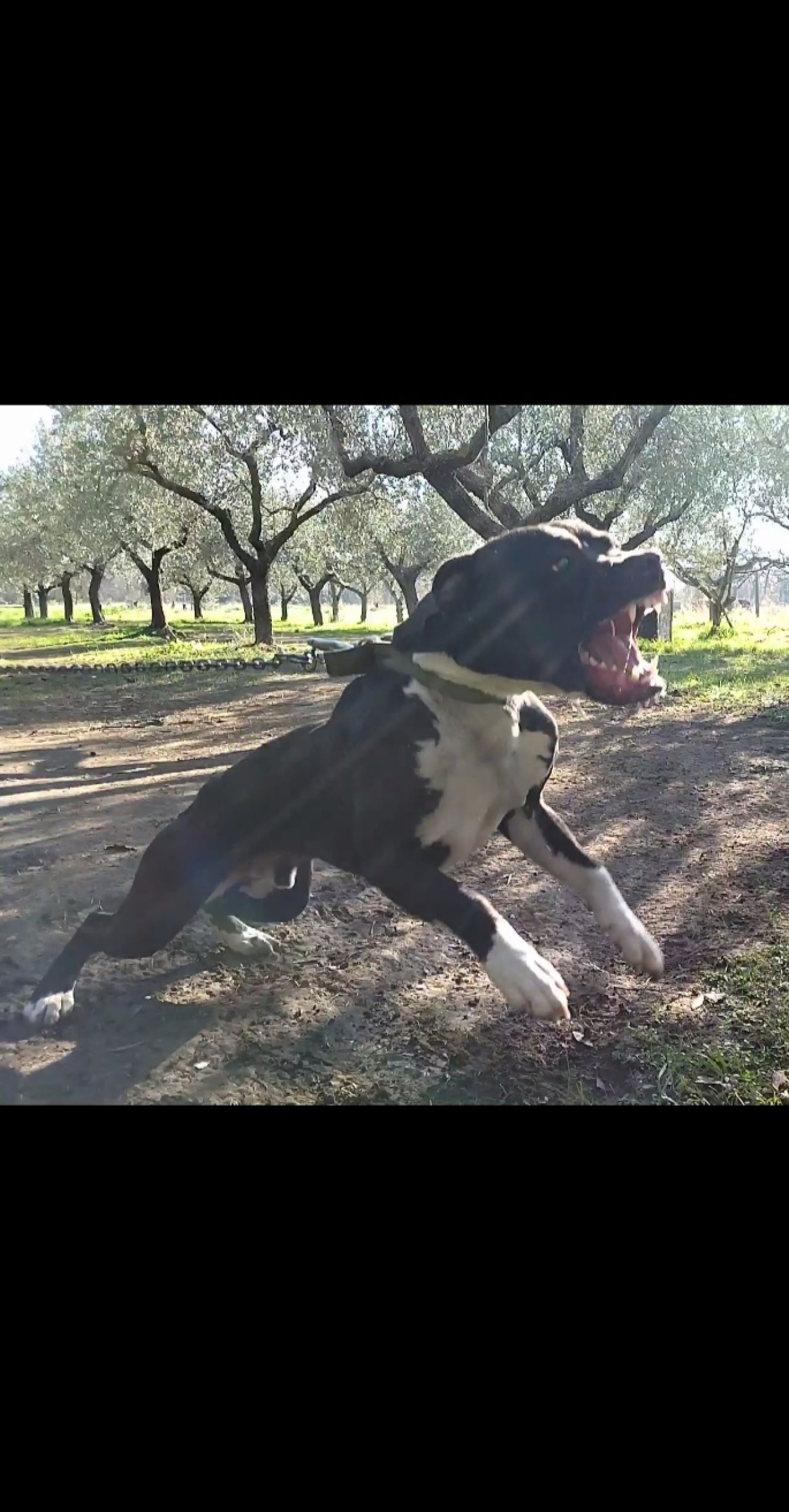 Photo of the dog