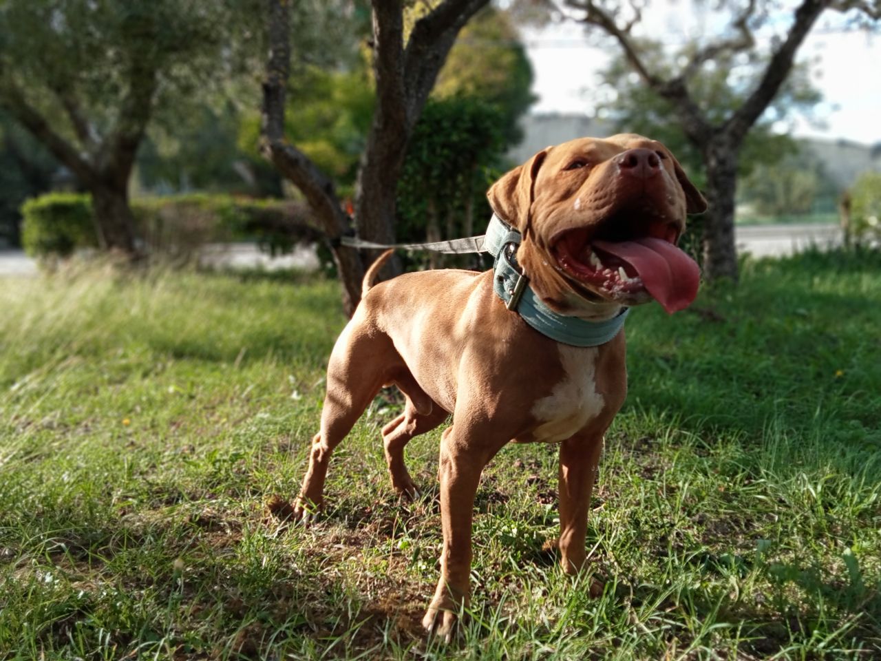 Photo of the dog