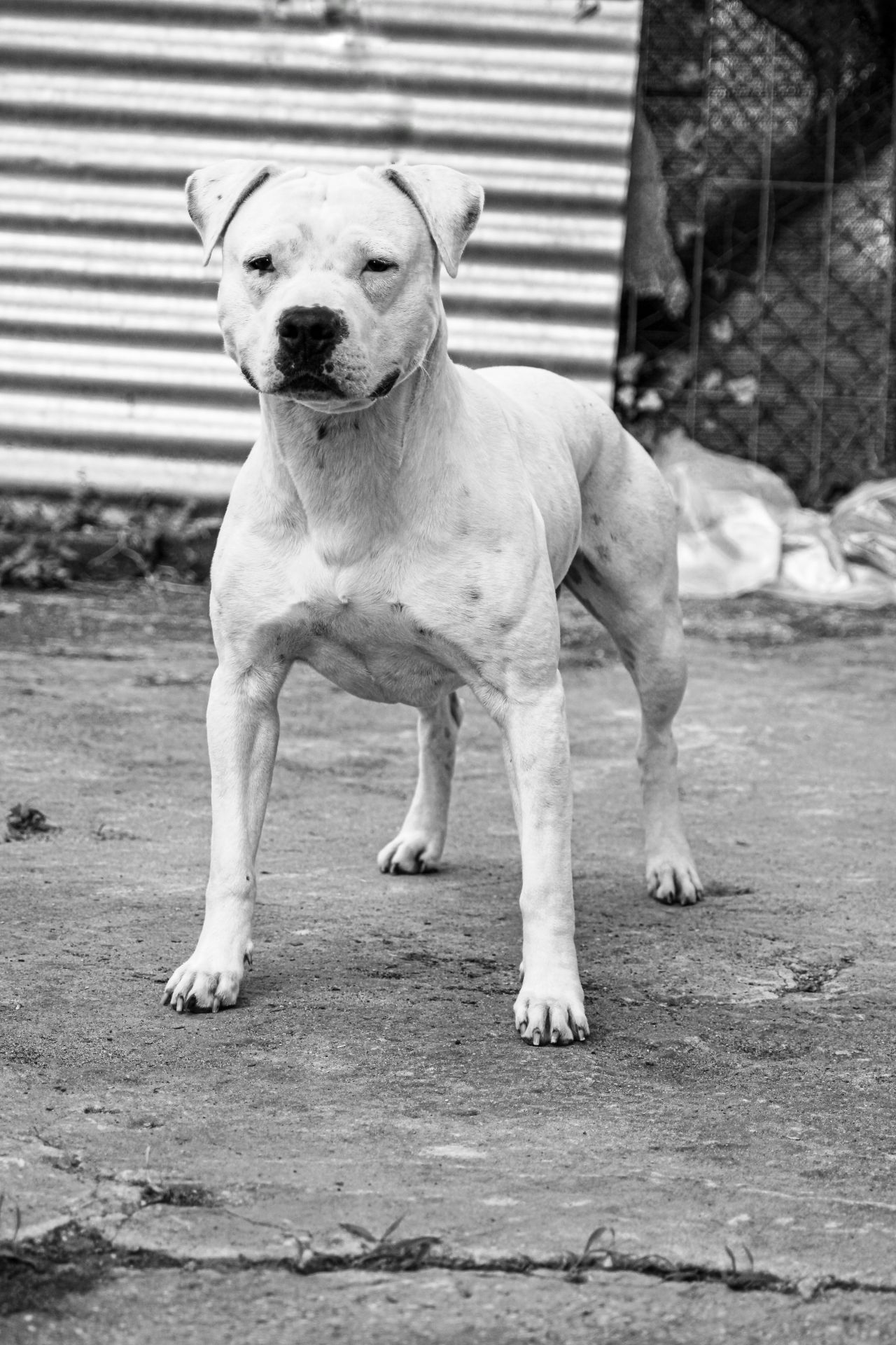 Photo of the dog