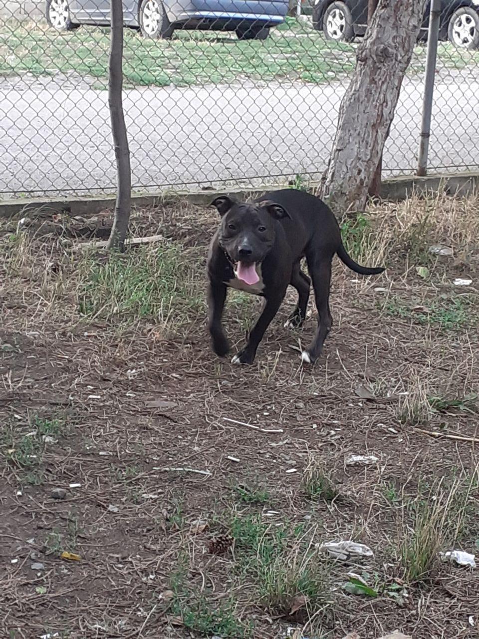 Photo of the dog
