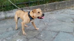Photo of the dog