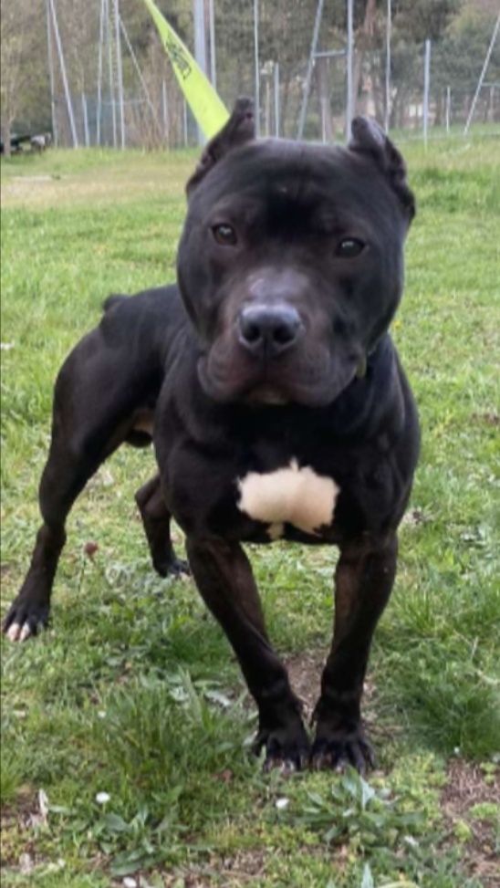 Photo of the dog