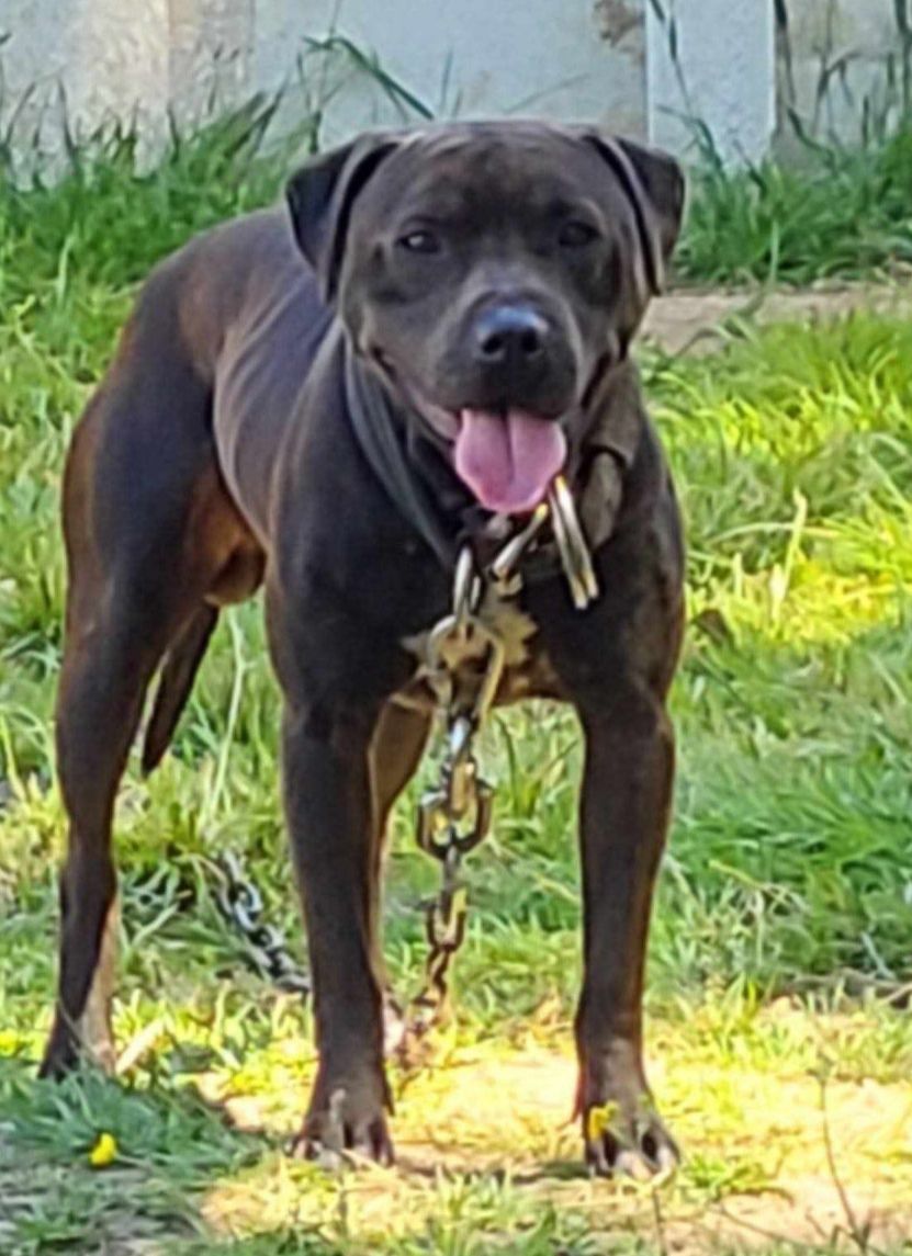Photo of the dog