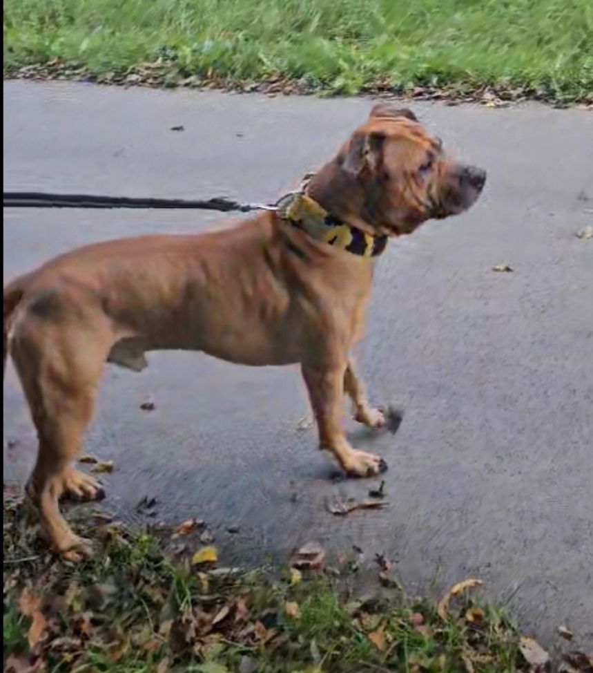 Photo of the dog
