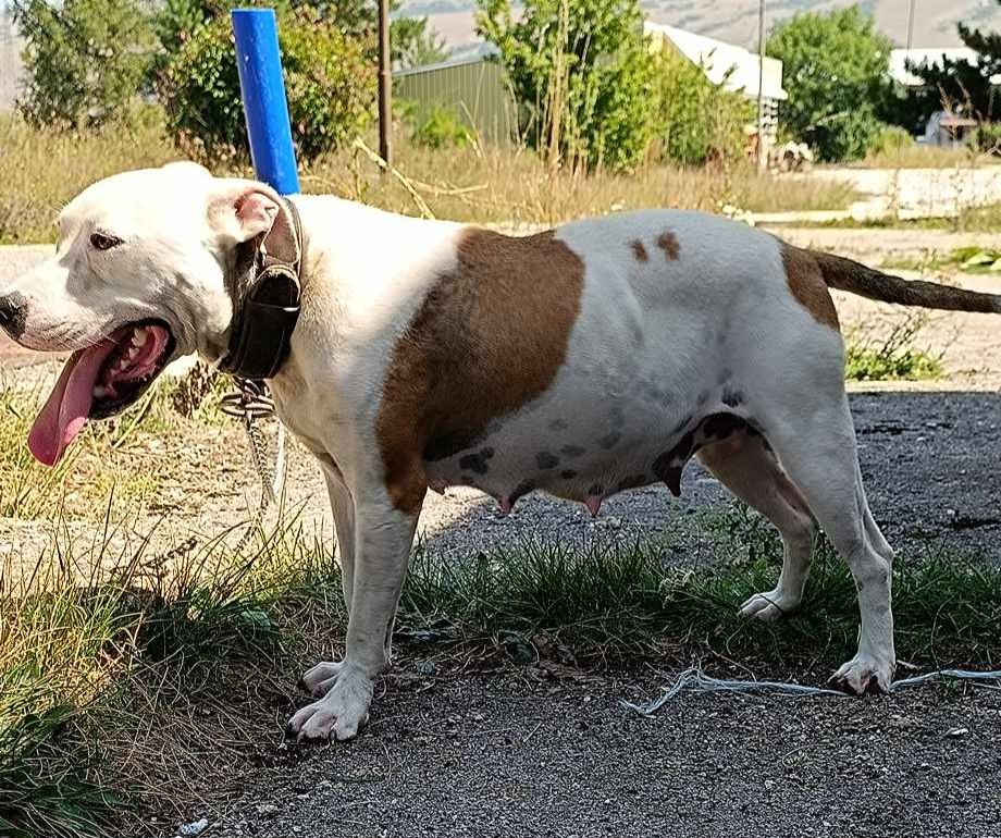 Photo of the dog