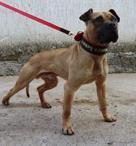 Photo of the dog