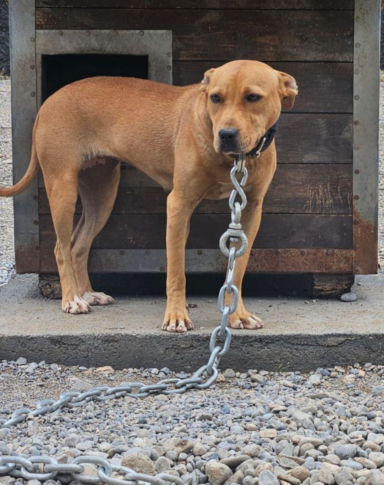 Photo of the dog