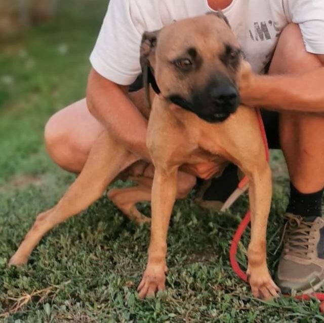 Photo of the dog