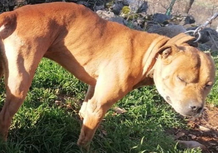 Photo of the dog