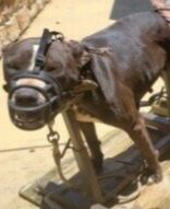 Photo of the dog