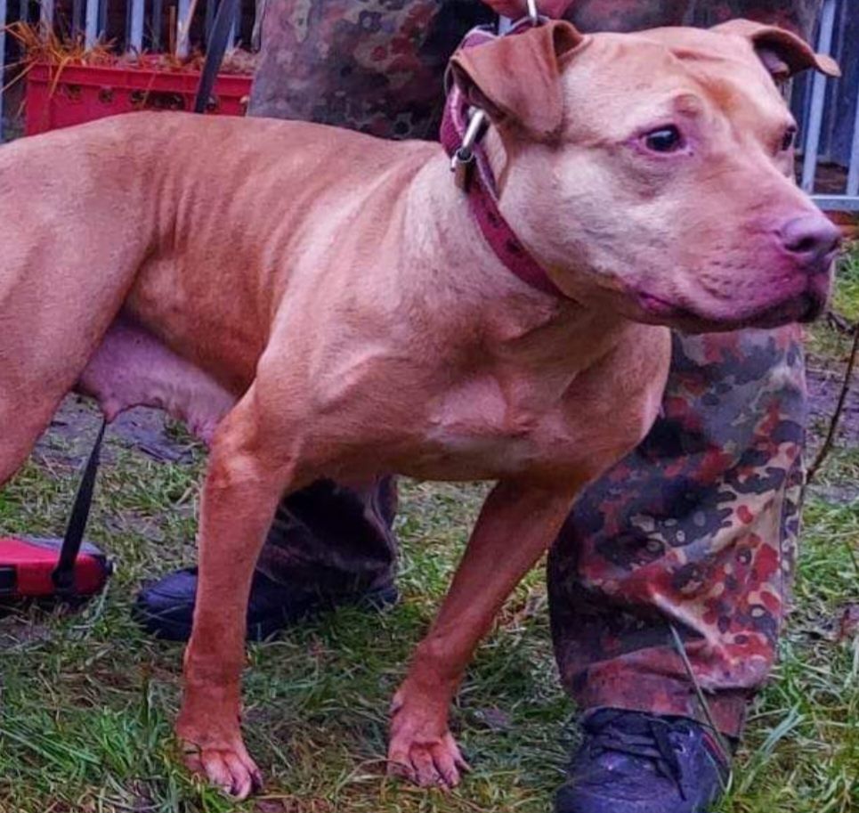 Photo of the dog