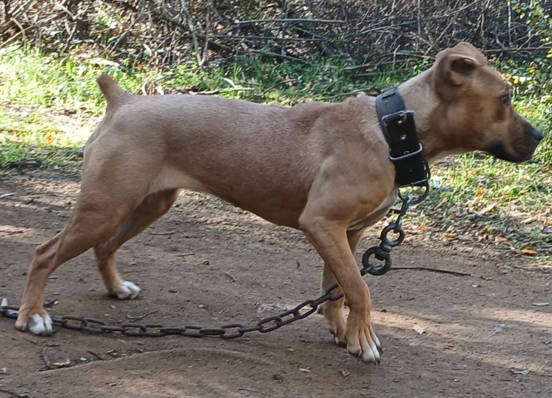 Photo of the dog