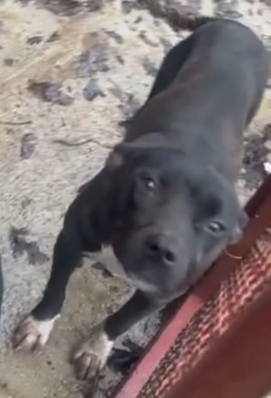 Photo of the dog