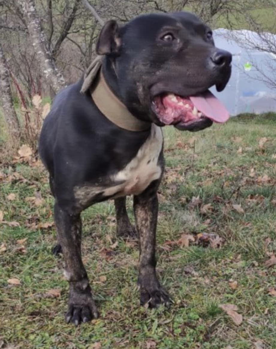 Photo of the dog