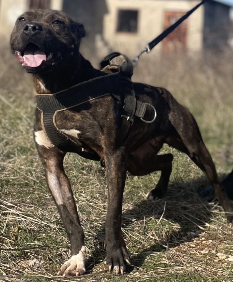 Photo of the dog