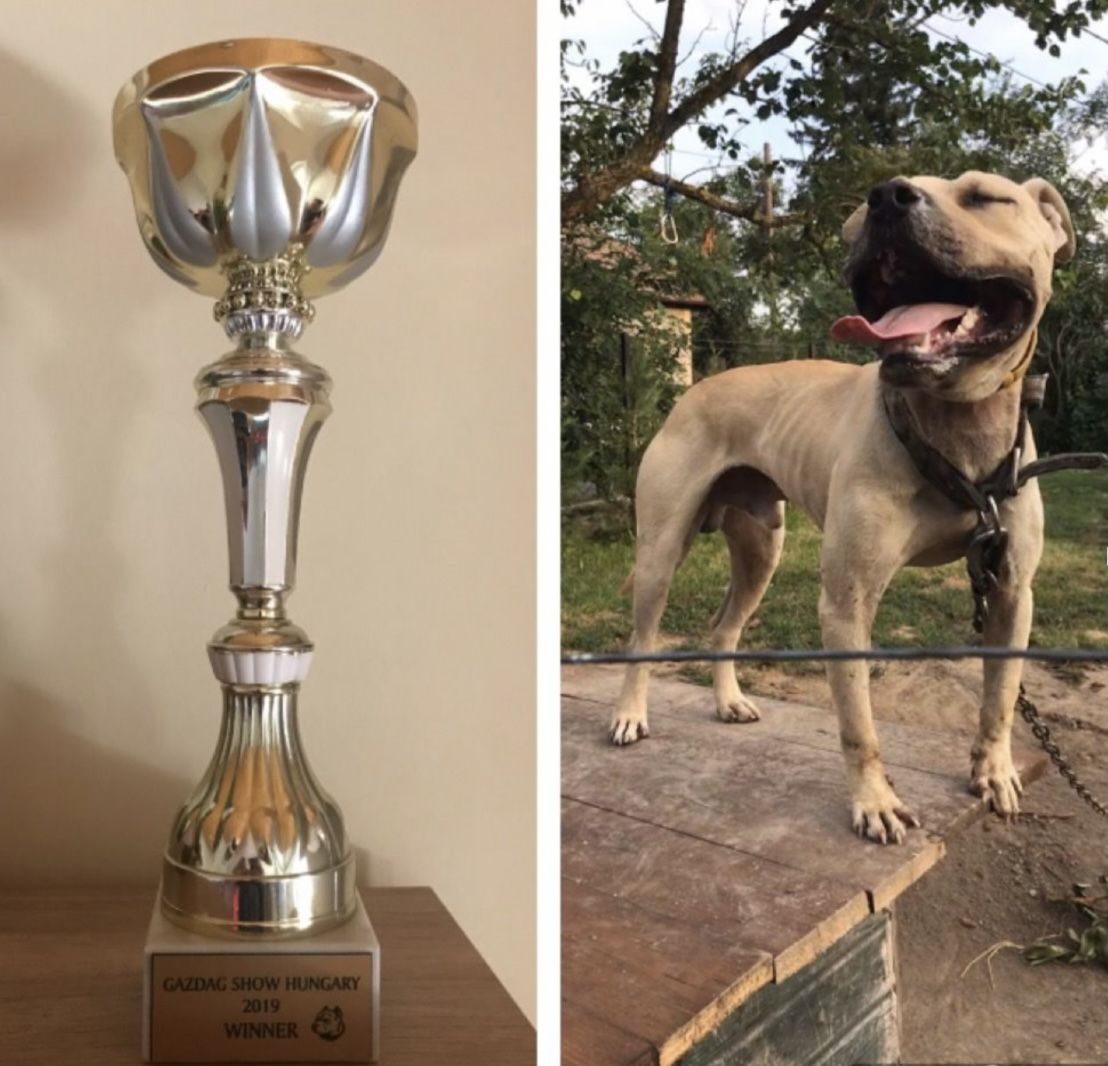 Photo of the dog