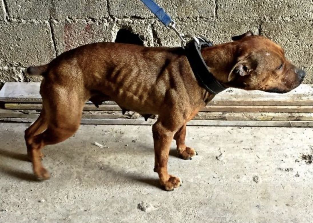 Photo of the dog