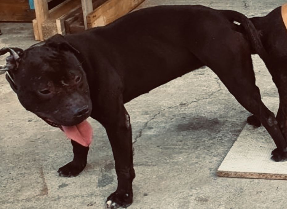 Photo of the dog