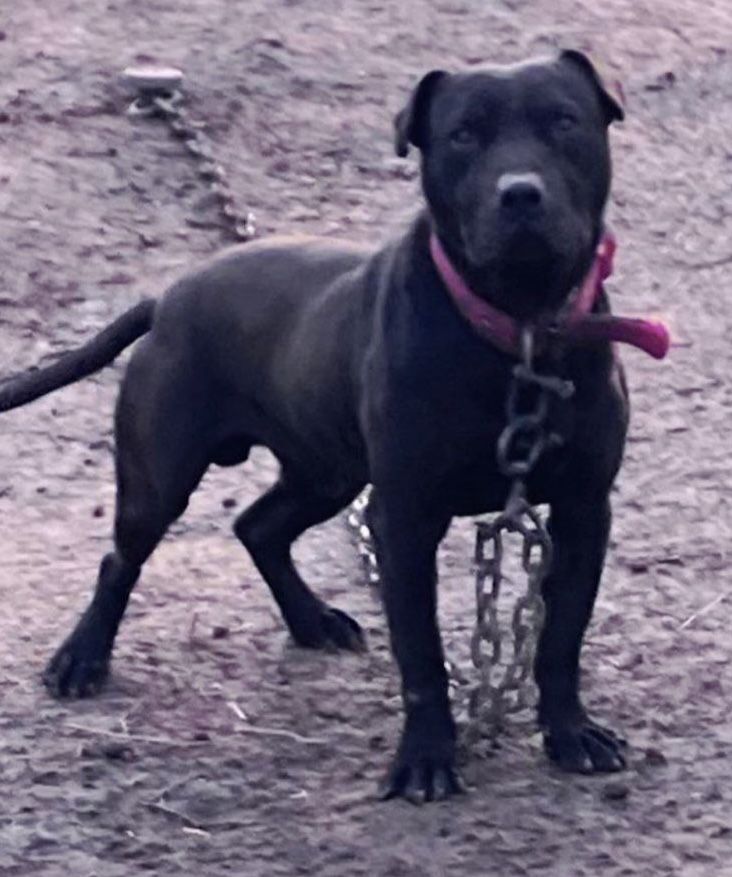 Photo of the dog