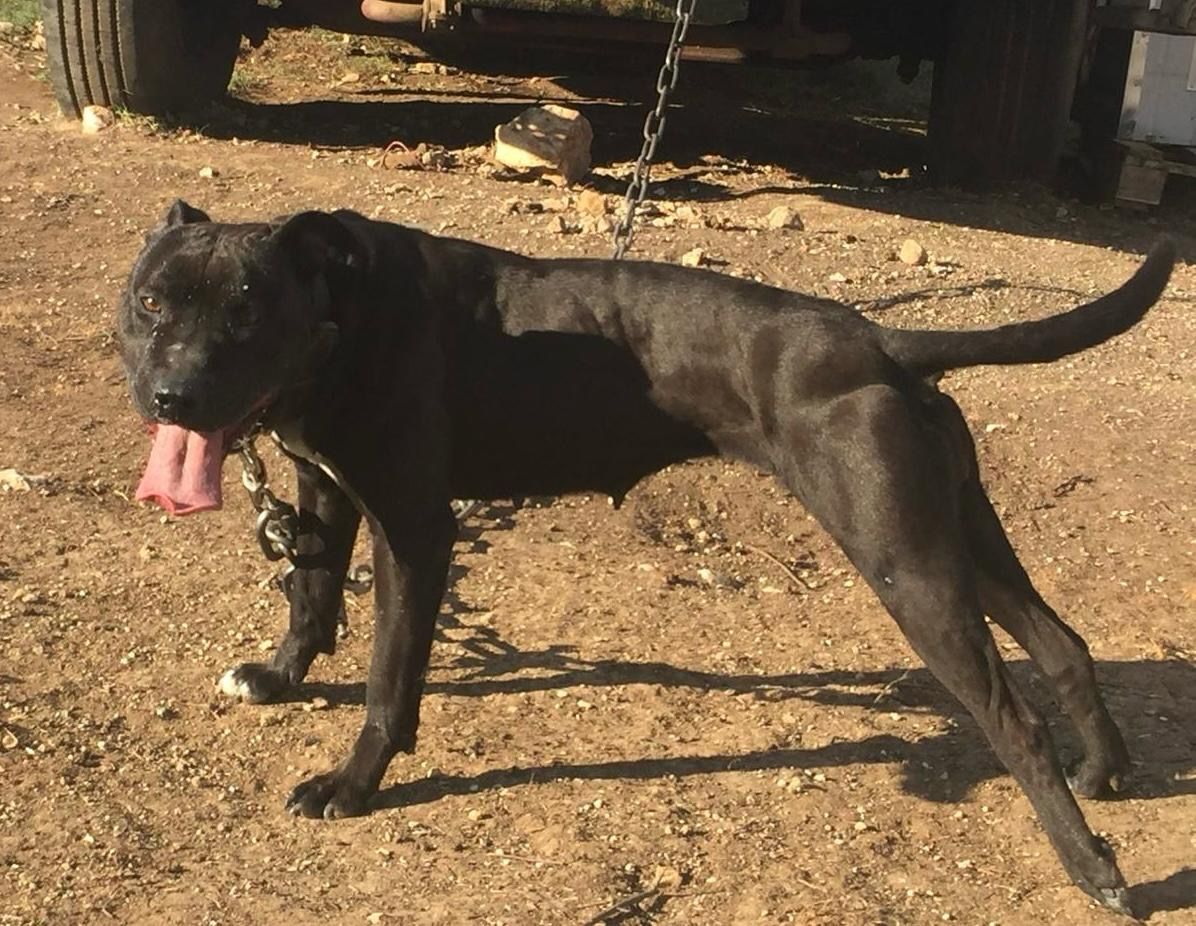 Photo of the dog
