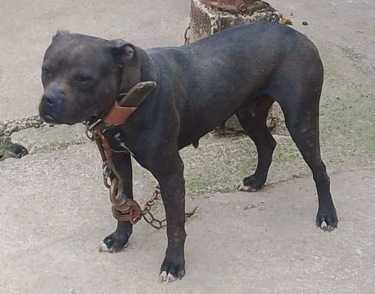 Photo of the dog