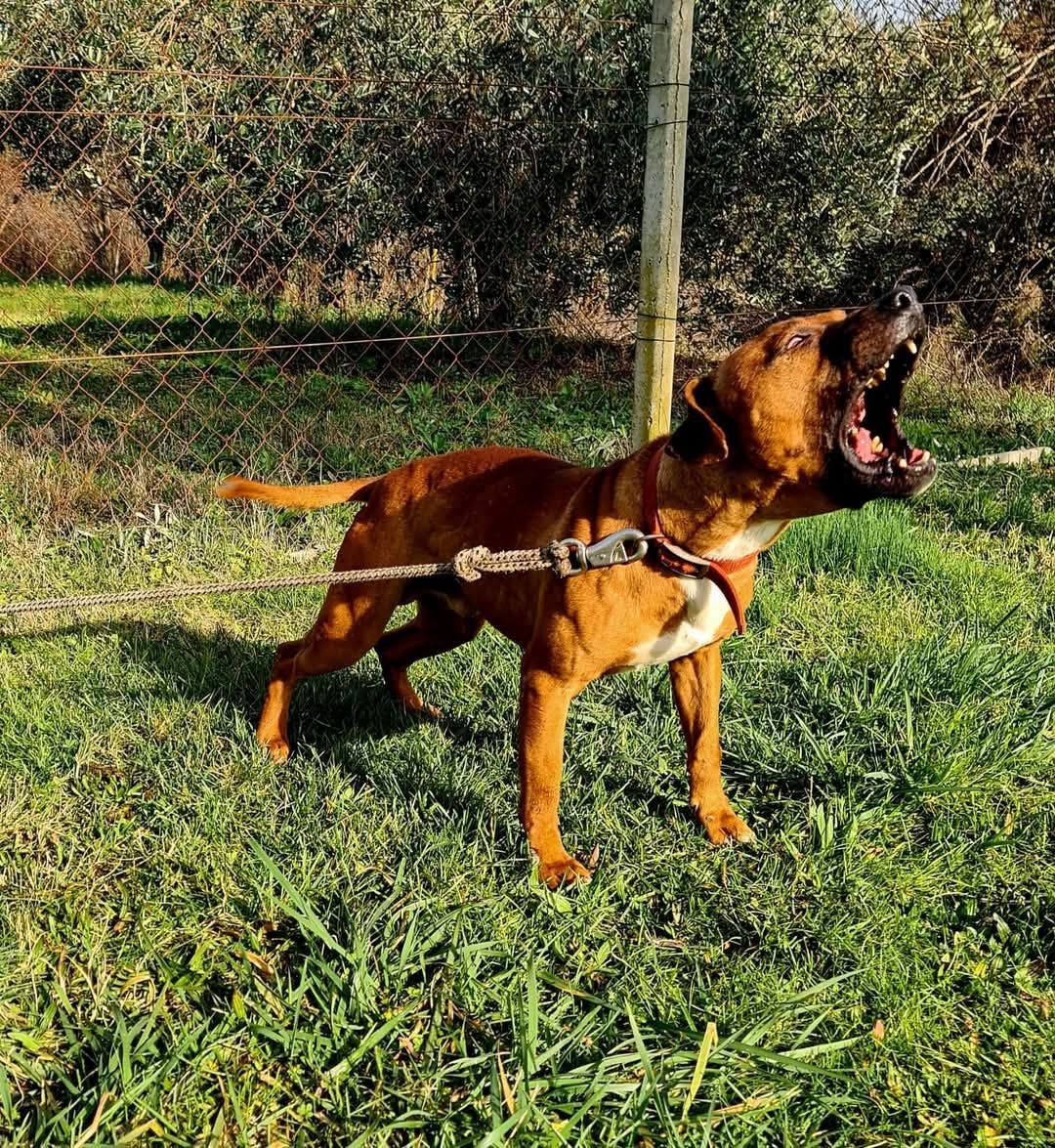 Photo of the dog