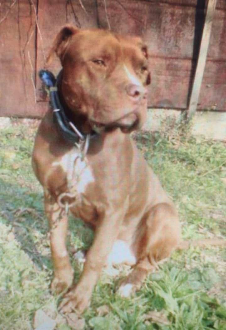 Photo of the dog