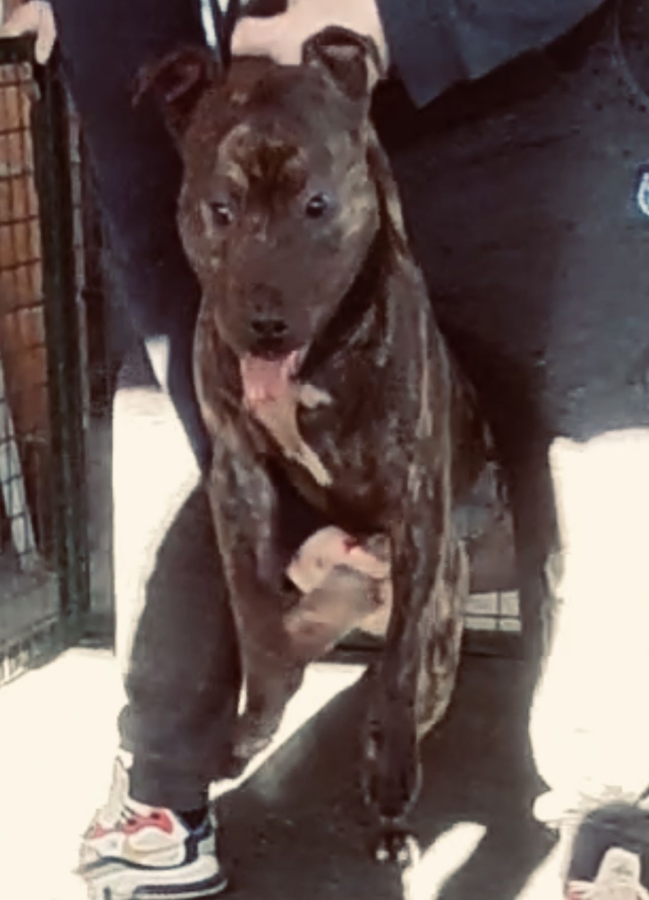 Photo of the dog