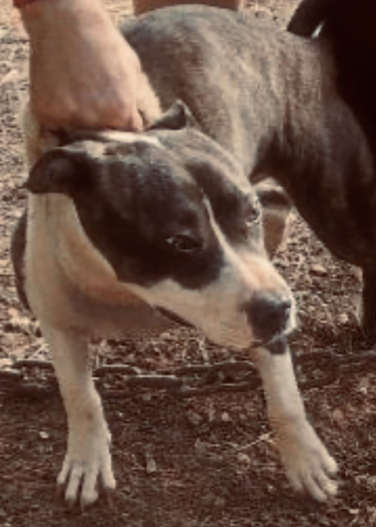 Photo of the dog