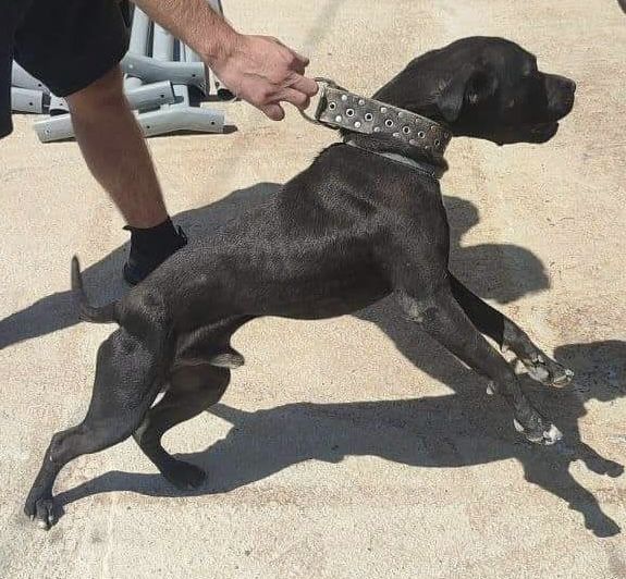 Photo of the dog