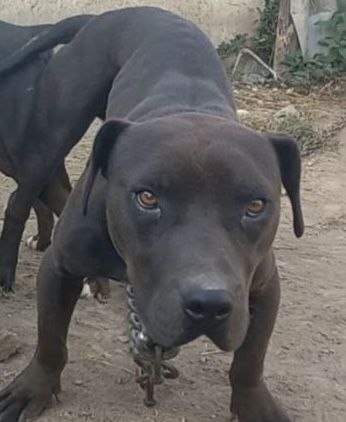 Photo of the dog
