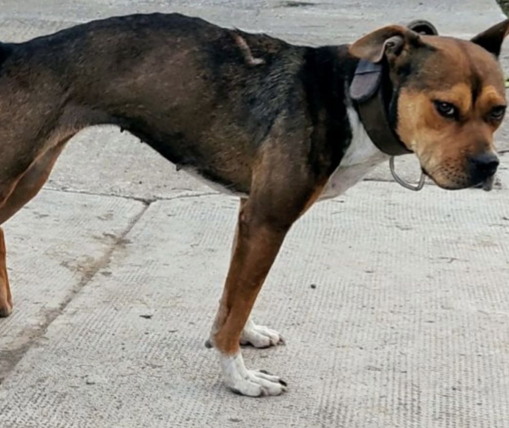 Photo of the dog