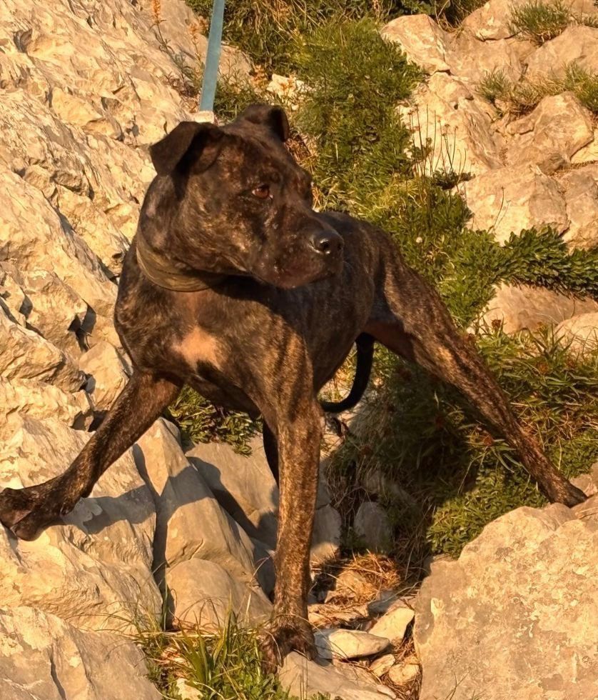 Photo of the dog