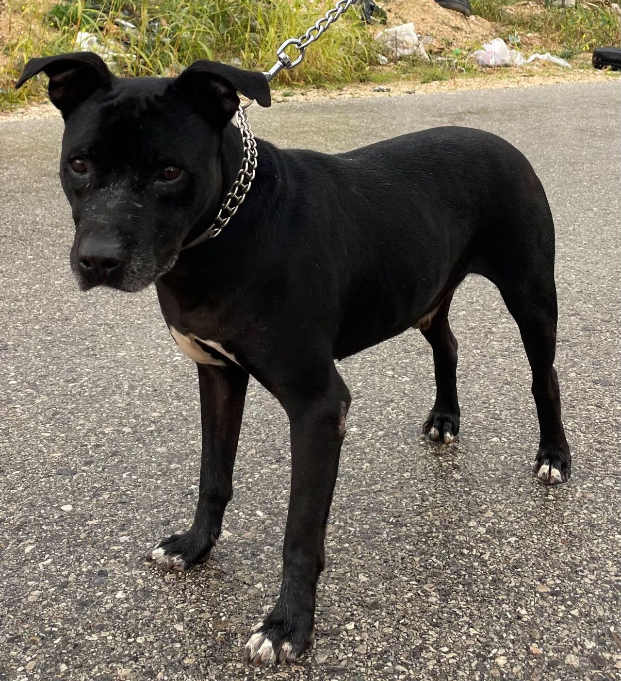 Photo of the dog