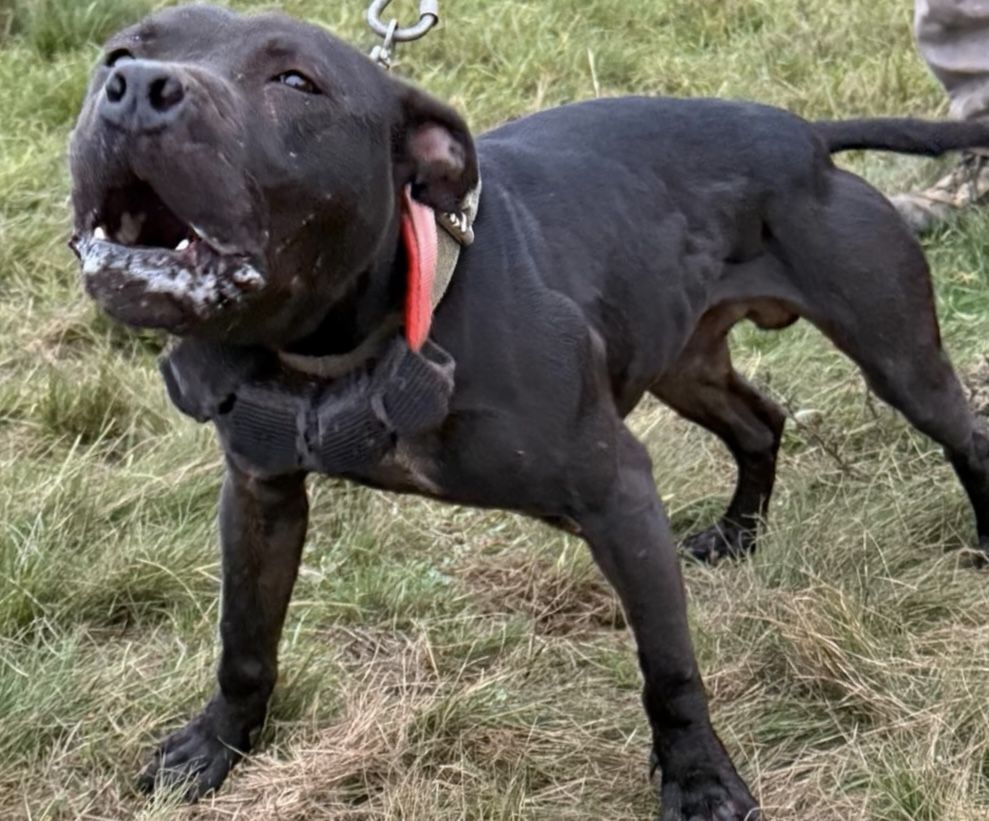 Photo of the dog