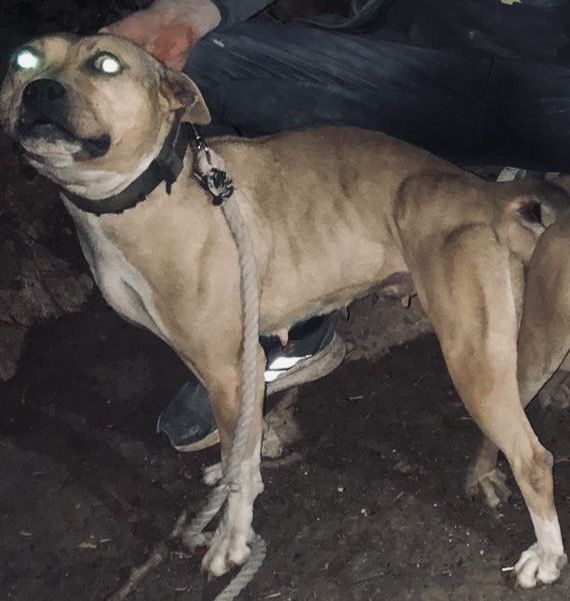 Photo of the dog