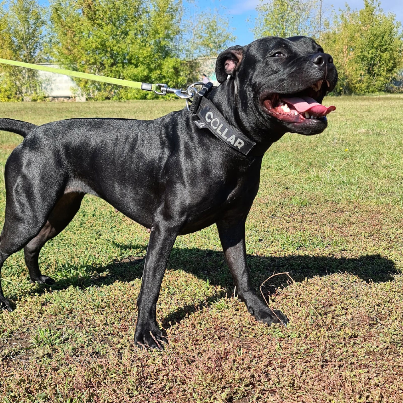 Photo of the dog