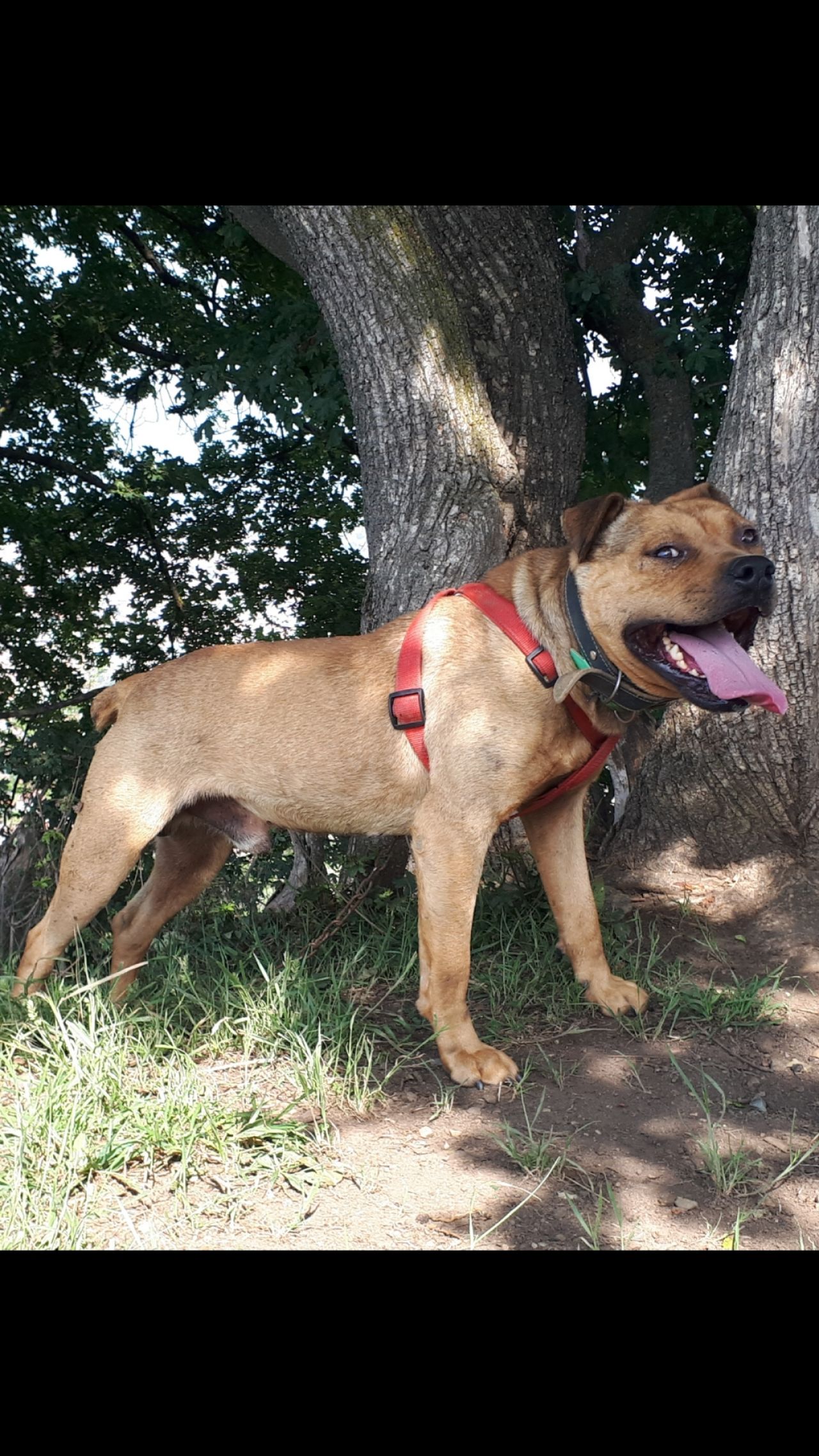 Photo of the dog