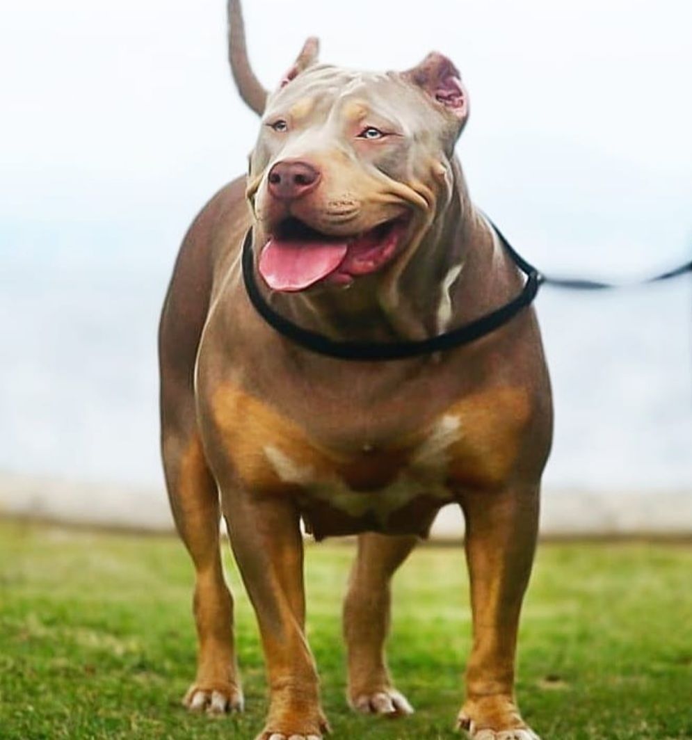 Photo of the dog