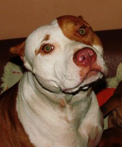 Photo of the dog