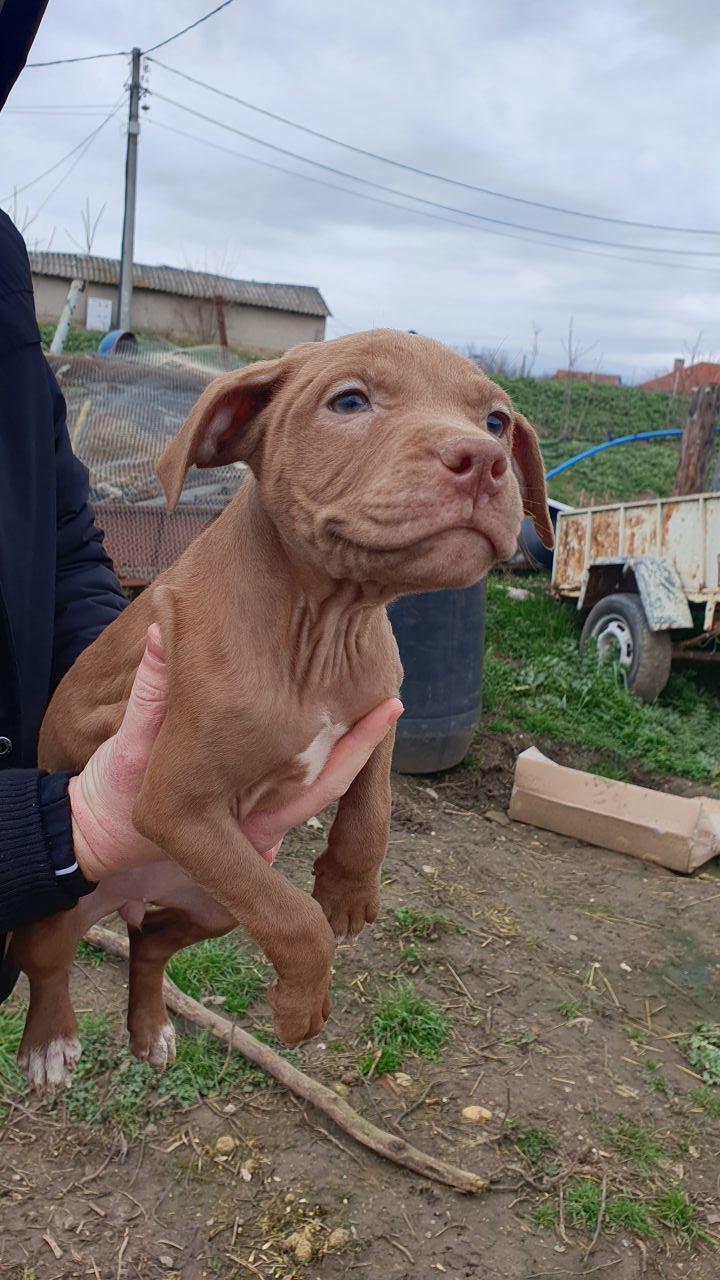 Photo of the dog