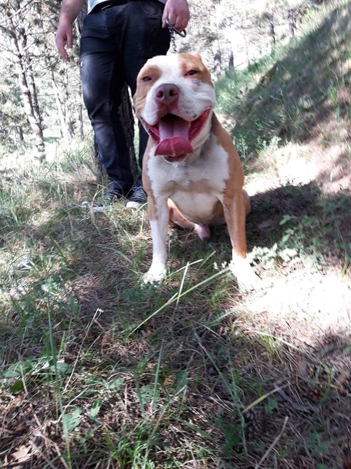 Photo of the dog