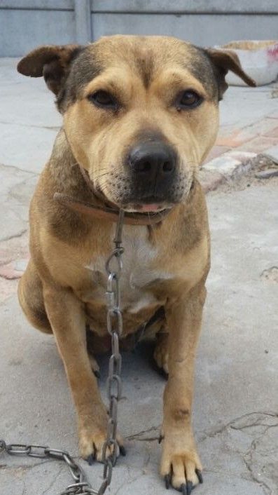 Photo of the dog