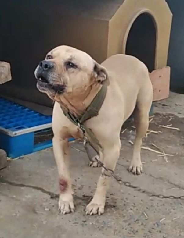 Photo of the dog