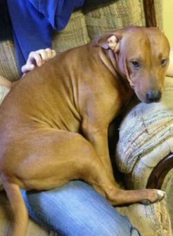 Photo of the dog