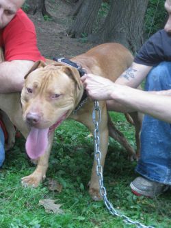 Photo of the dog