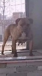 Photo of the dog